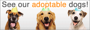 Adopt-a-Pet.com Available Pets